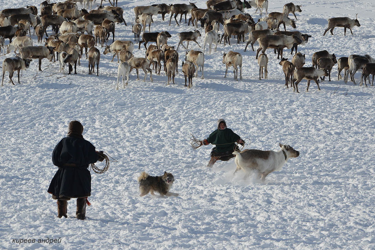 Yamal (Ямал)